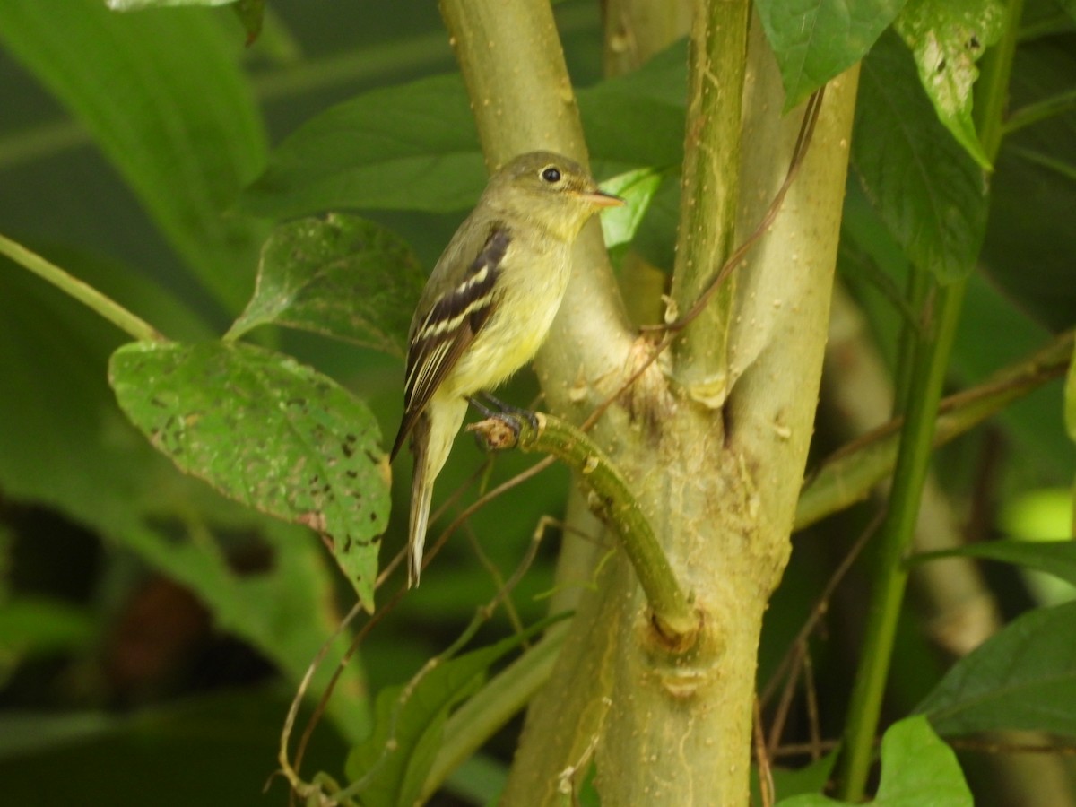 Піві-малюк жовточеревий - ML652611376