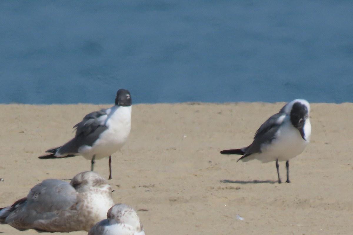 Gülen Martı - ML652611387