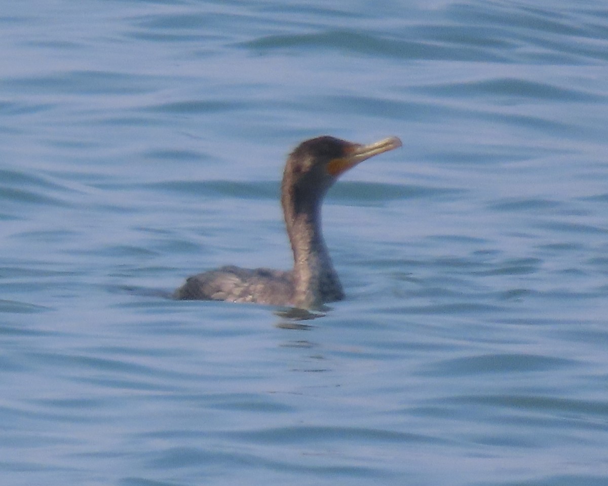 Kulaklı Karabatak - ML652611418