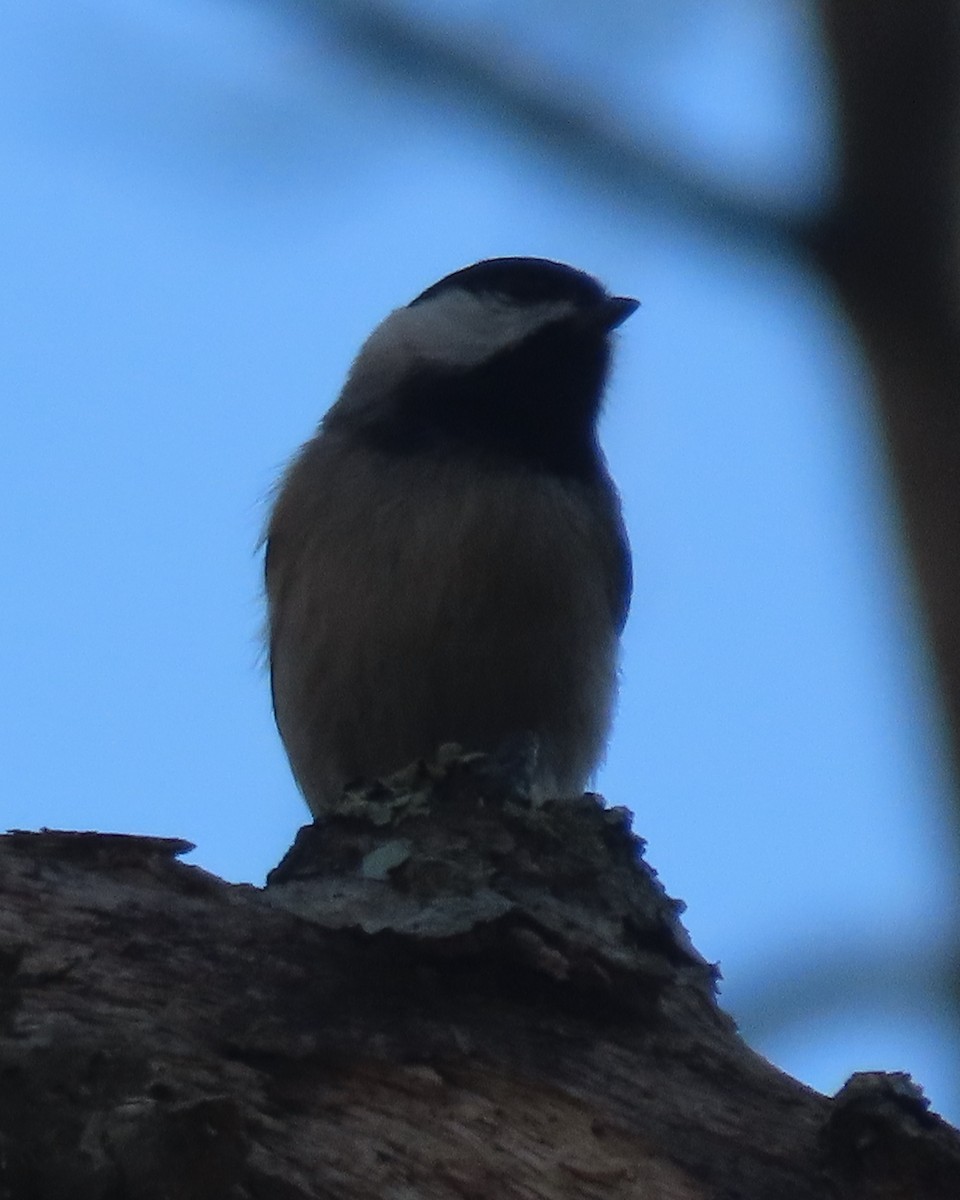 Karolina Baştankarası - ML652611434