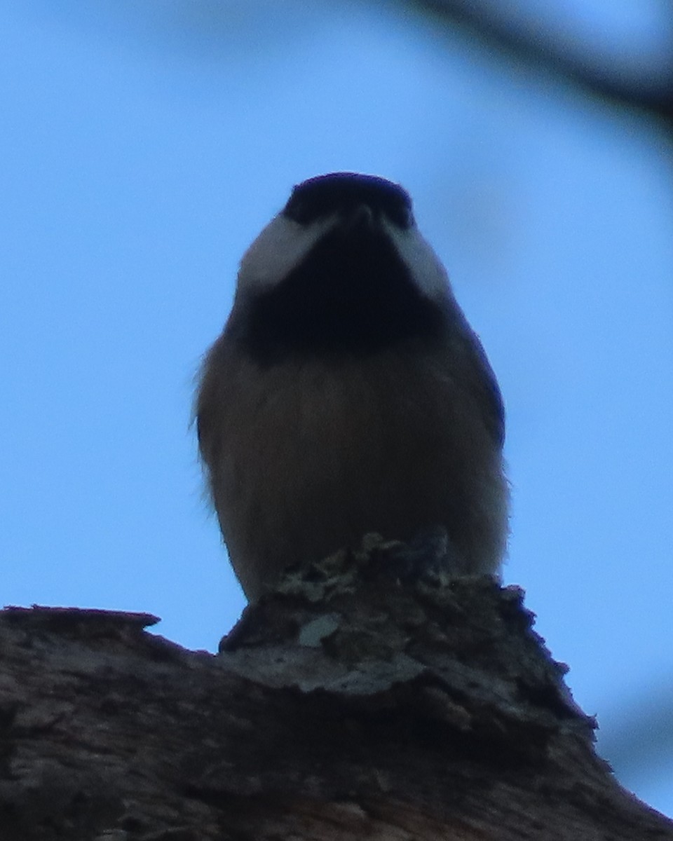 Karolina Baştankarası - ML652611435