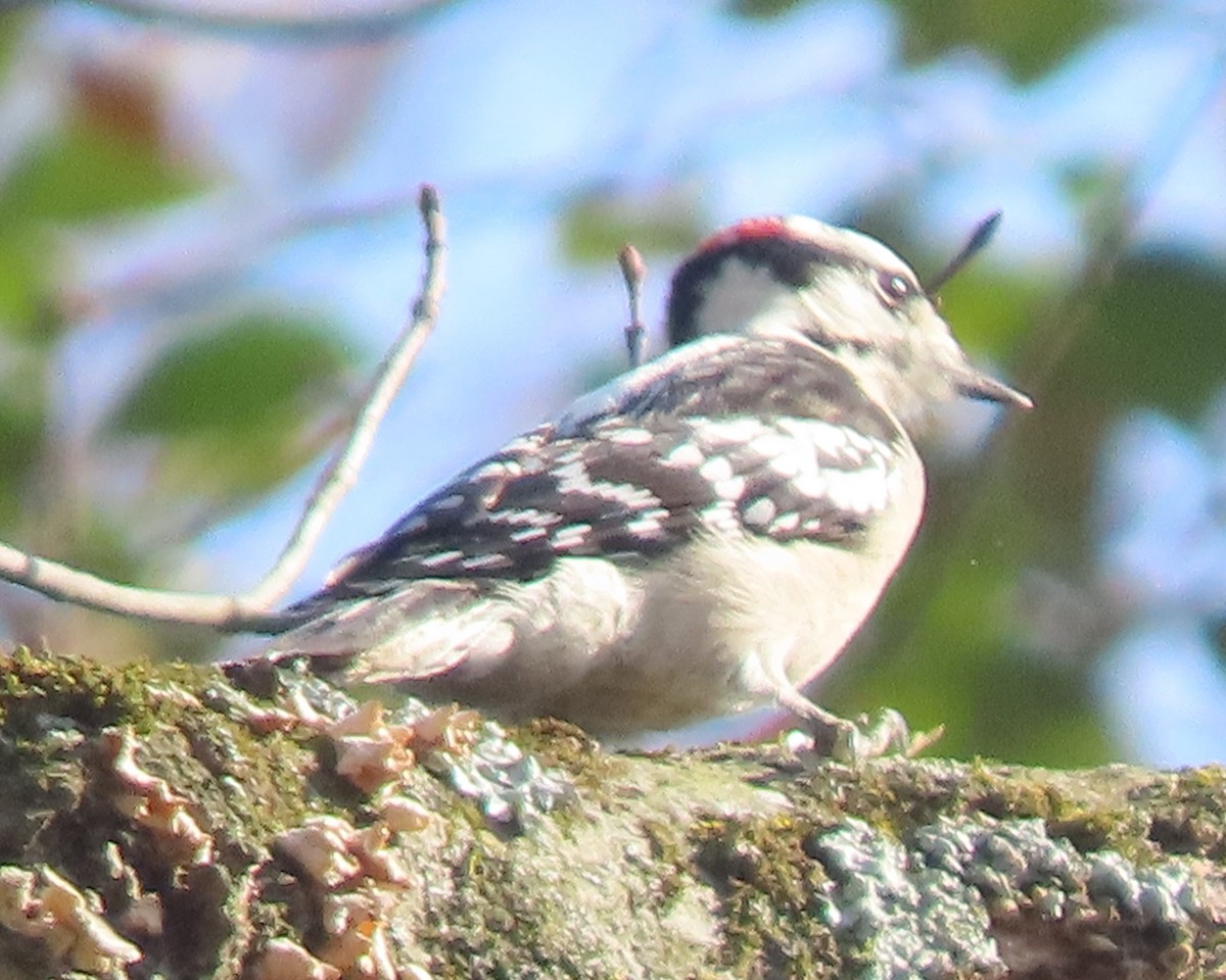 Yumuşak Tüylü Ağaçkakan - ML652611447