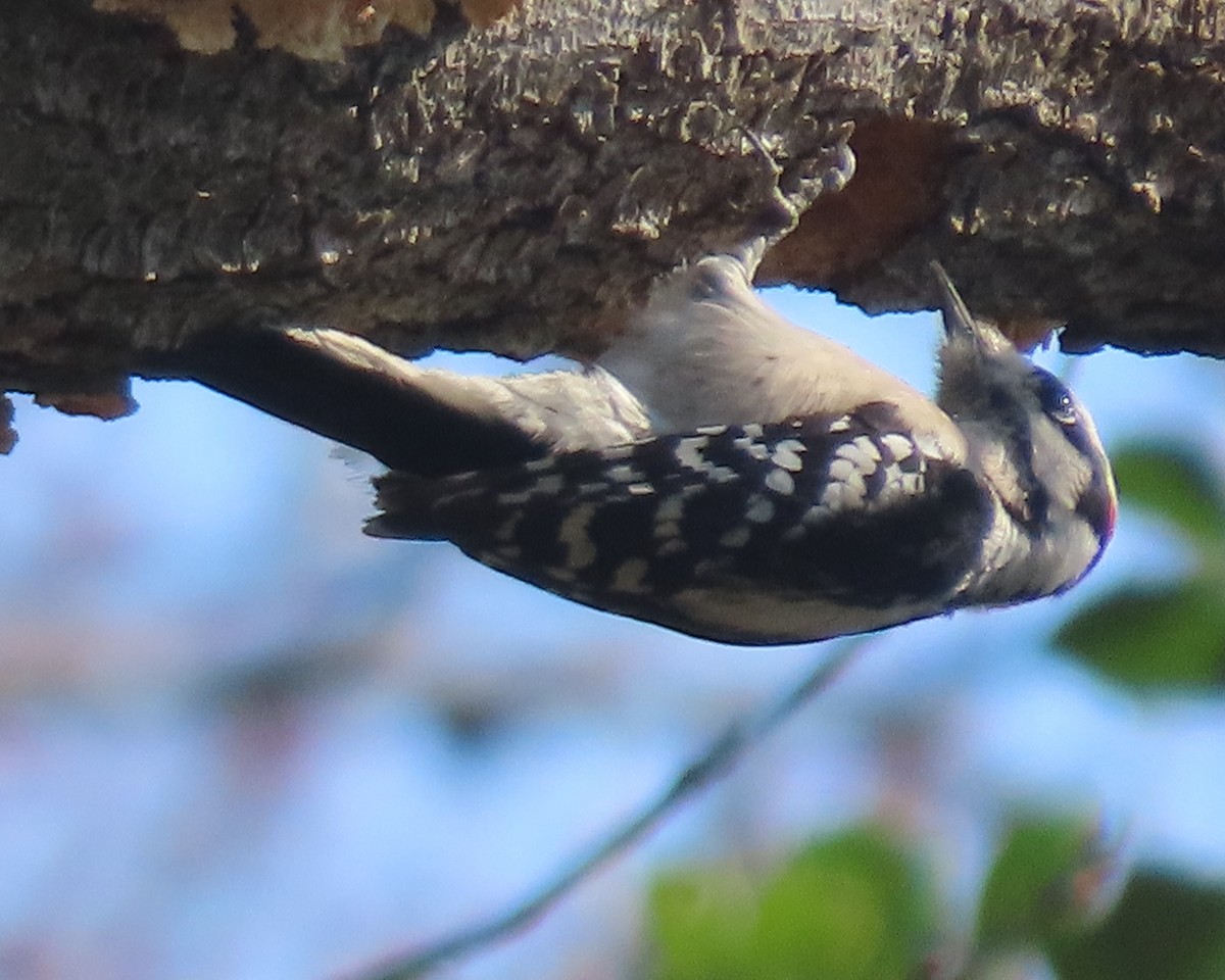 Yumuşak Tüylü Ağaçkakan - ML652611448