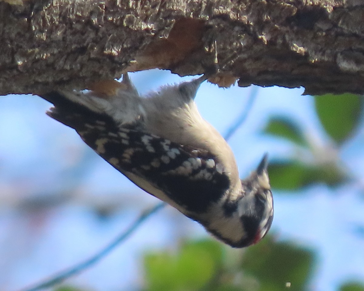 Yumuşak Tüylü Ağaçkakan - ML652611450