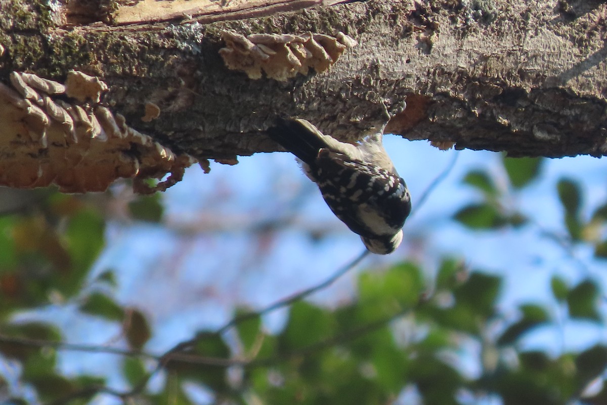 Yumuşak Tüylü Ağaçkakan - ML652611451