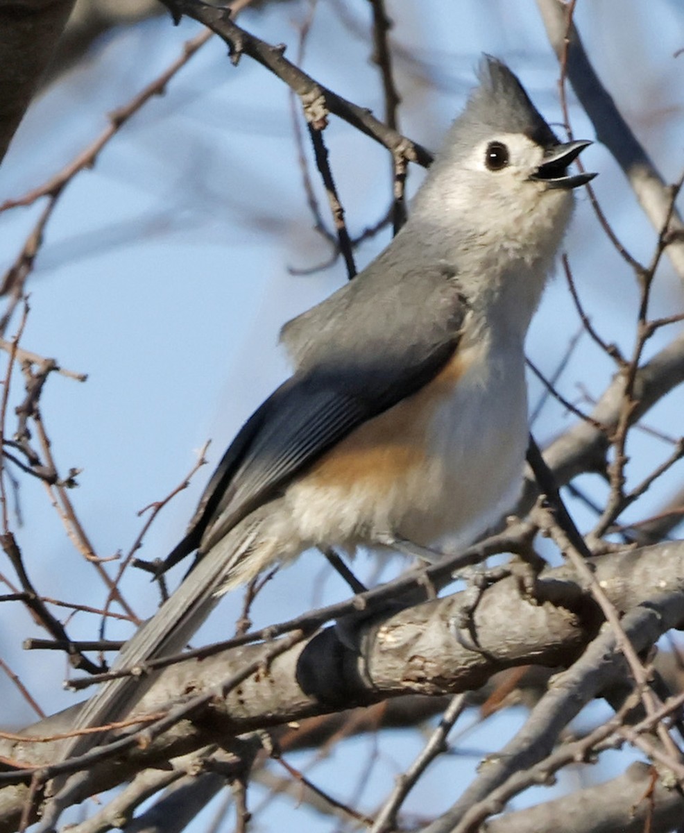 sýkora rezavoboká - ML652611546