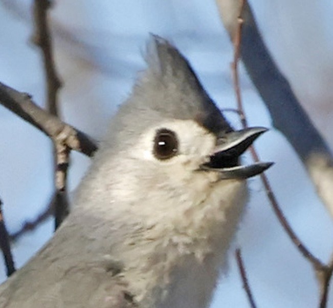 sýkora rezavoboká - ML652611557