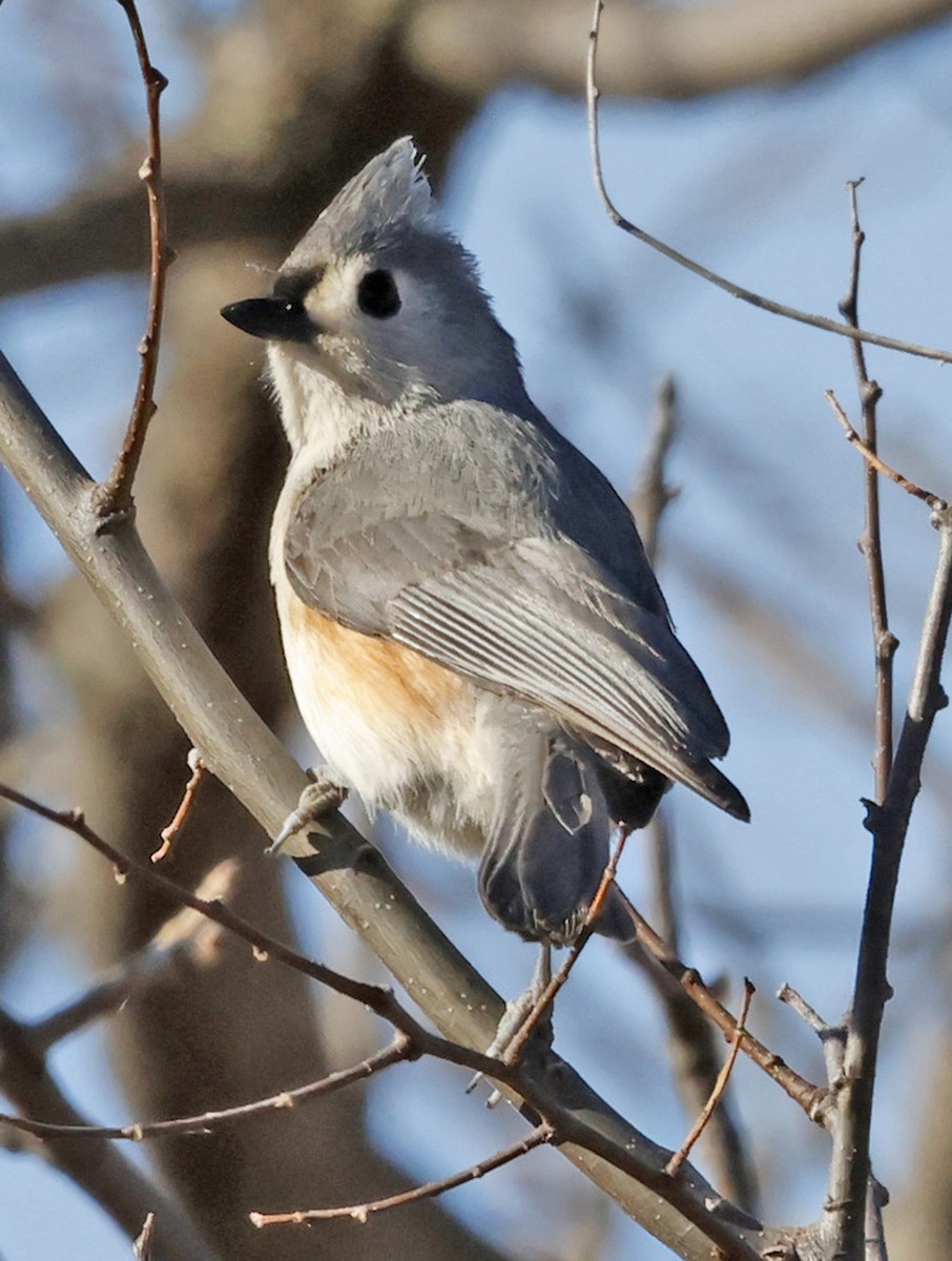 sýkora rezavoboká - ML652611628