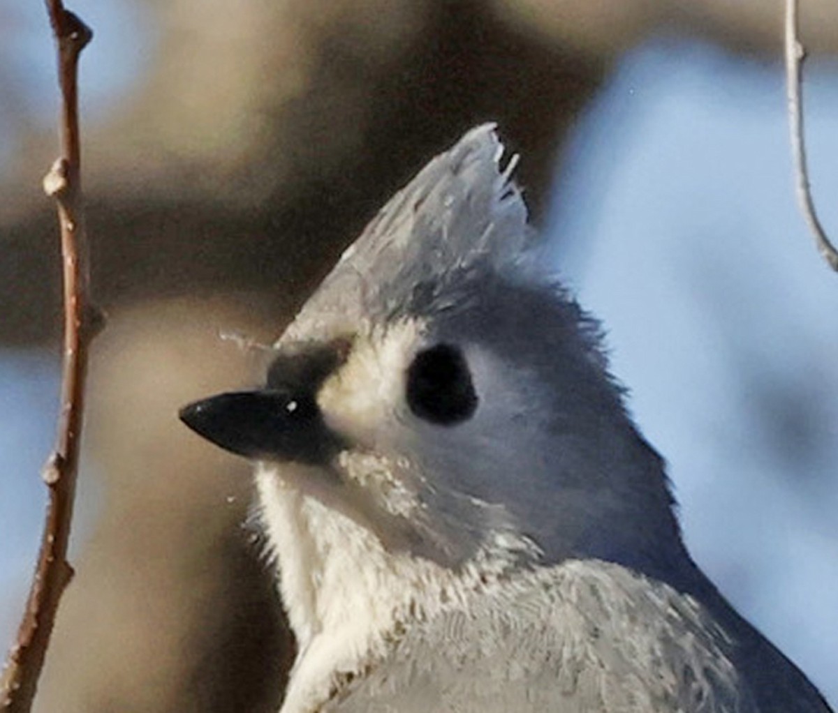 sýkora rezavoboká - ML652611639