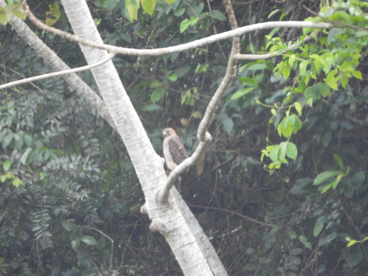 Broad-winged Hawk - ML652611647