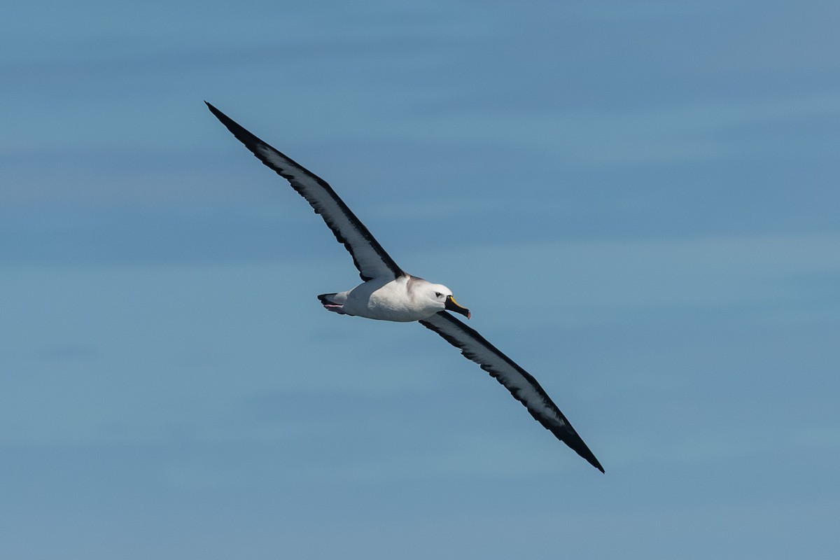 Atlantic Yellow-nosed Albatross - ML652611703