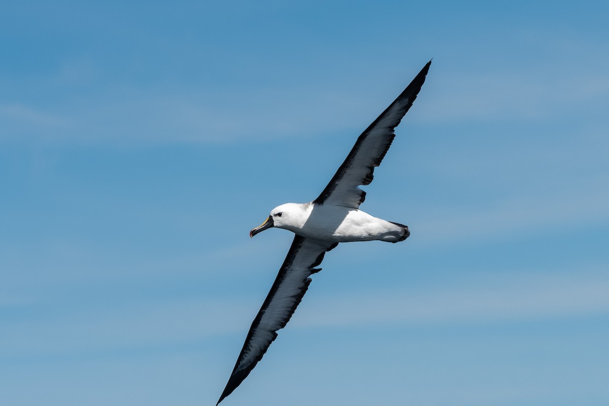 Atlantic Yellow-nosed Albatross - ML652611732