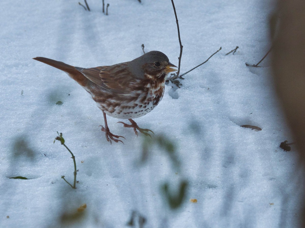 Fox Sparrow - ML652611829