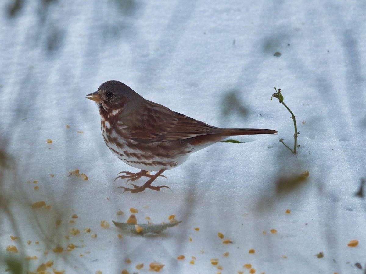Fox Sparrow - ML652611832
