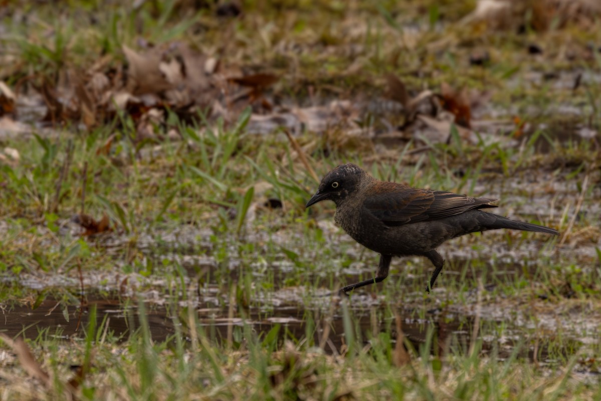 Rusty Blackbird - ML652611993