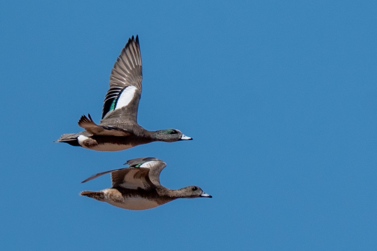 葡萄胸鴨 - ML652612026