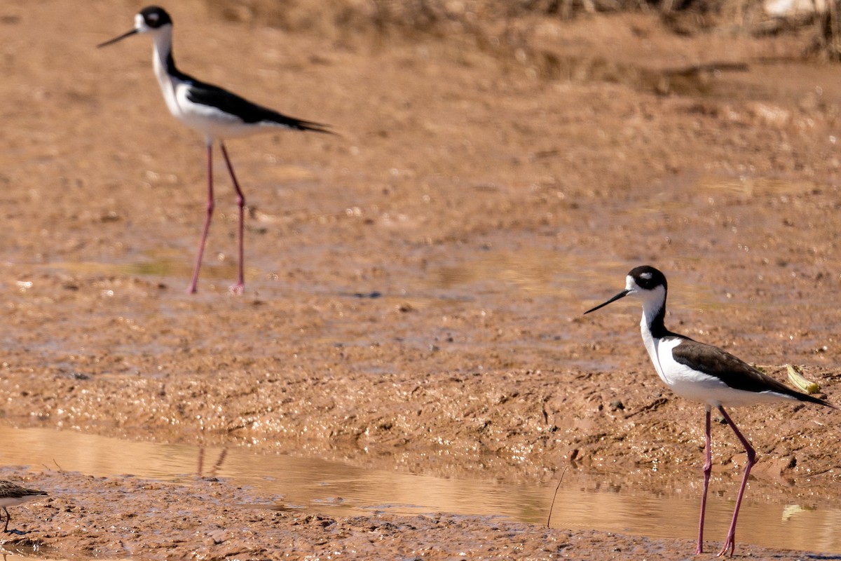 Black-necked Stilt - ML652612062