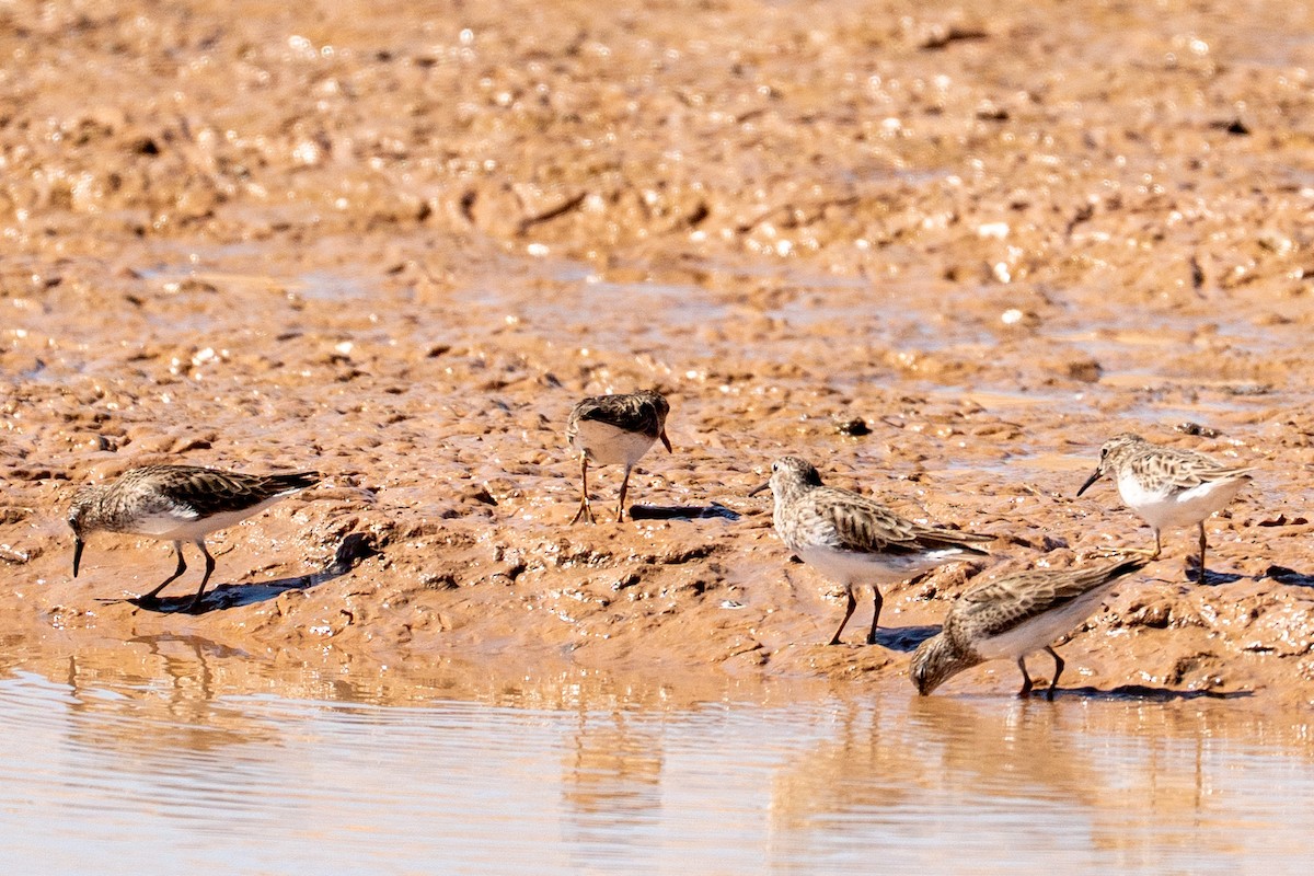 Least Sandpiper - ML652612073