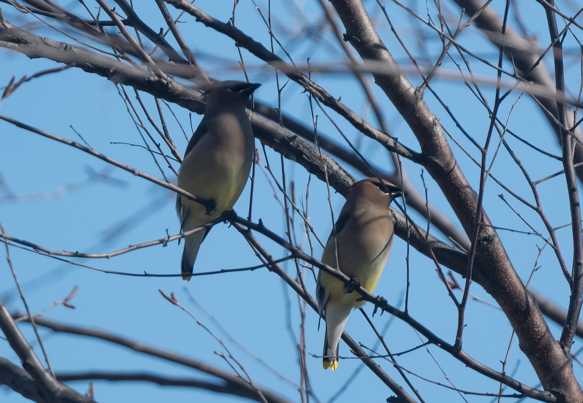Cedar Waxwing - ML652612075
