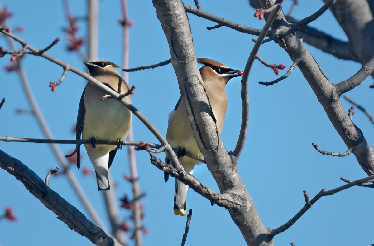 Cedar Waxwing - ML652612076