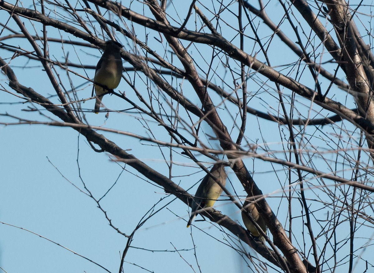 Cedar Waxwing - ML652612077
