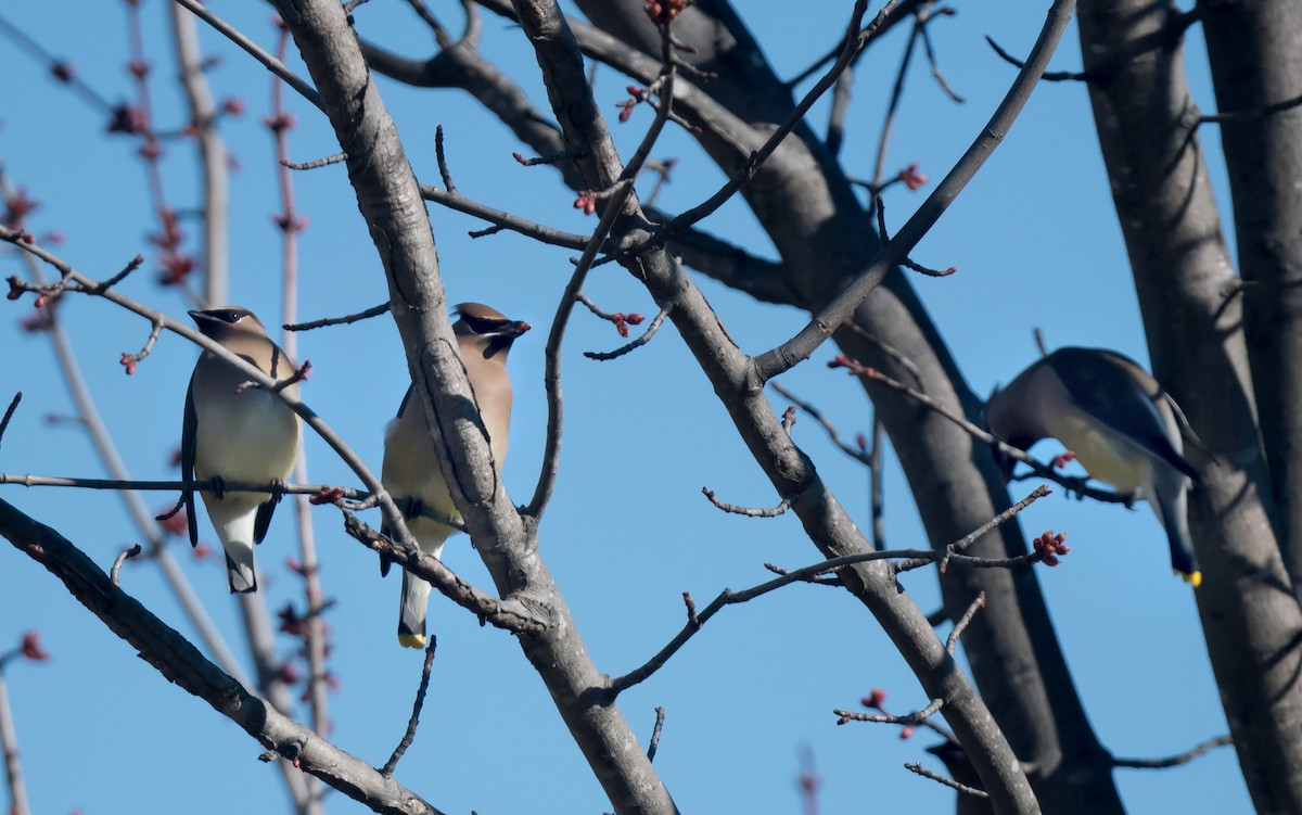 Cedar Waxwing - ML652612078