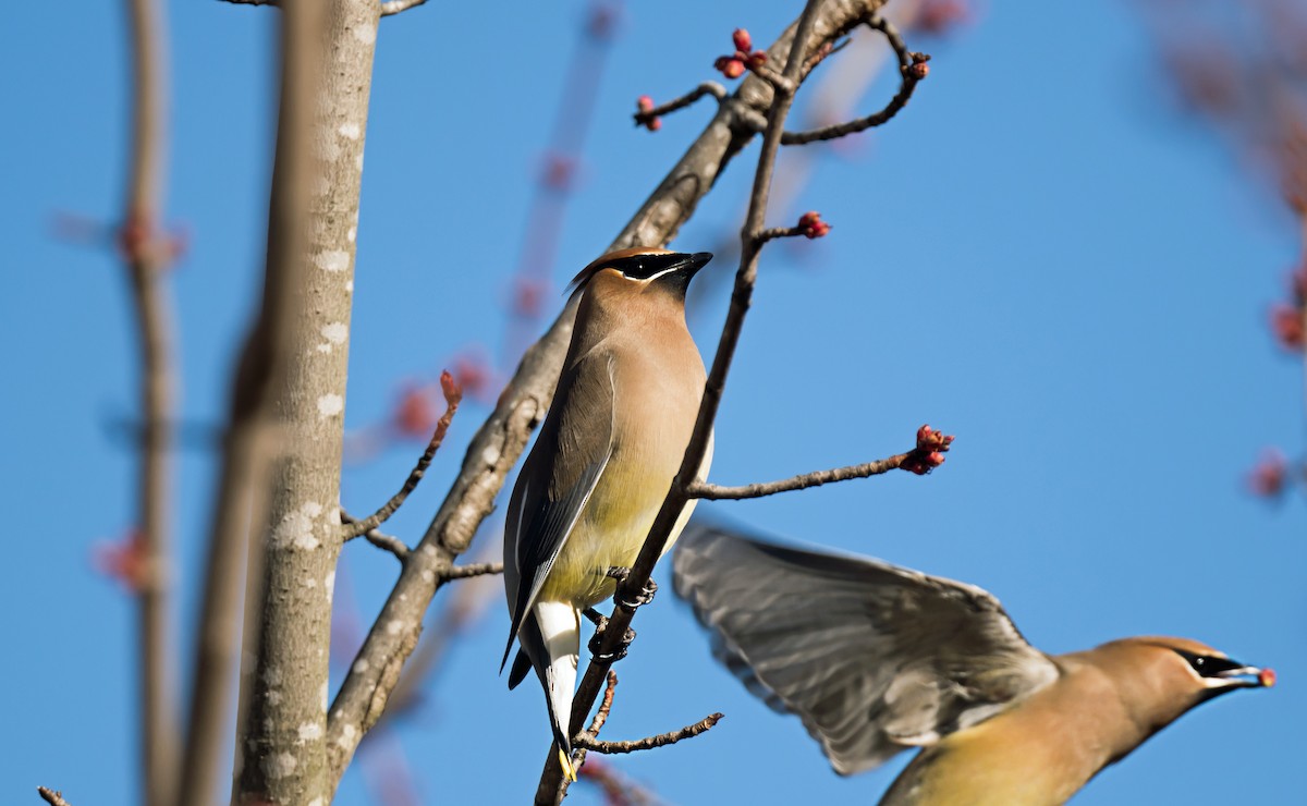 Cedar Waxwing - ML652612079