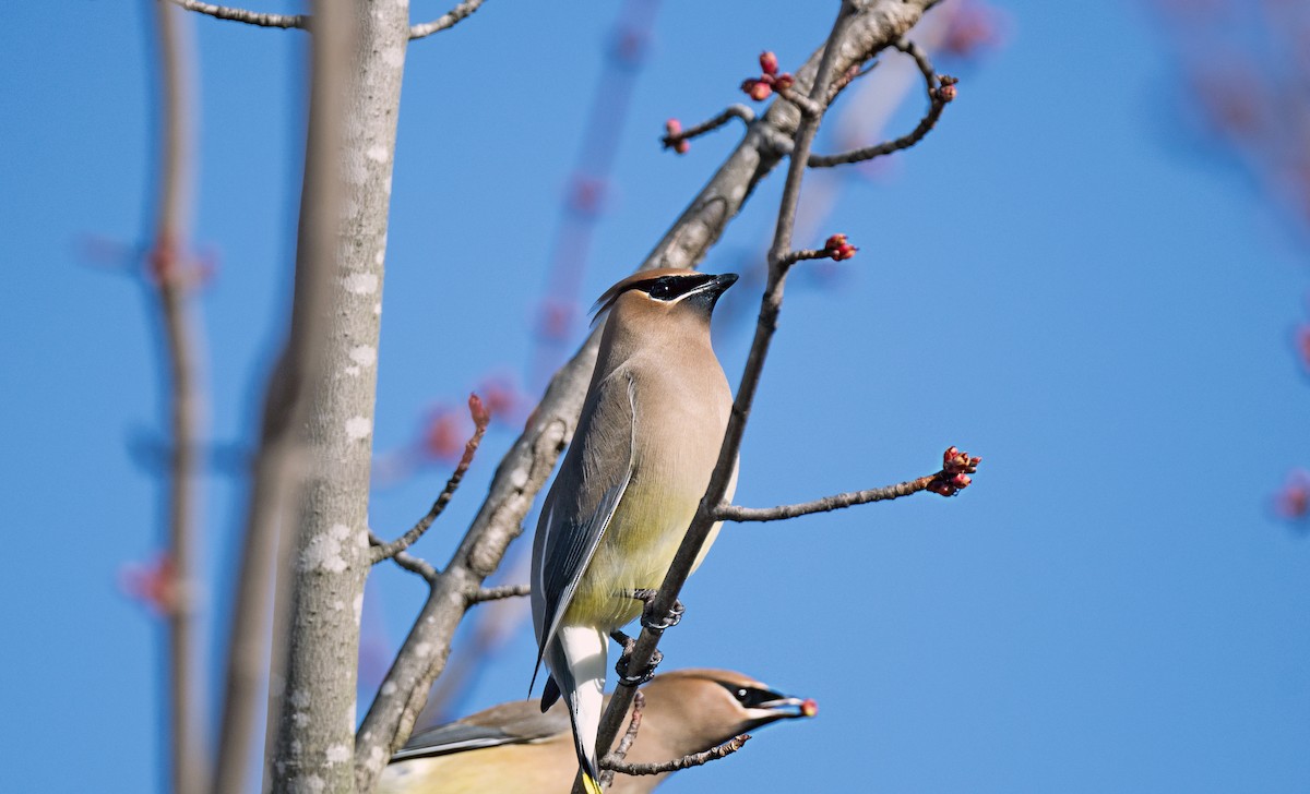 Cedar Waxwing - ML652612080