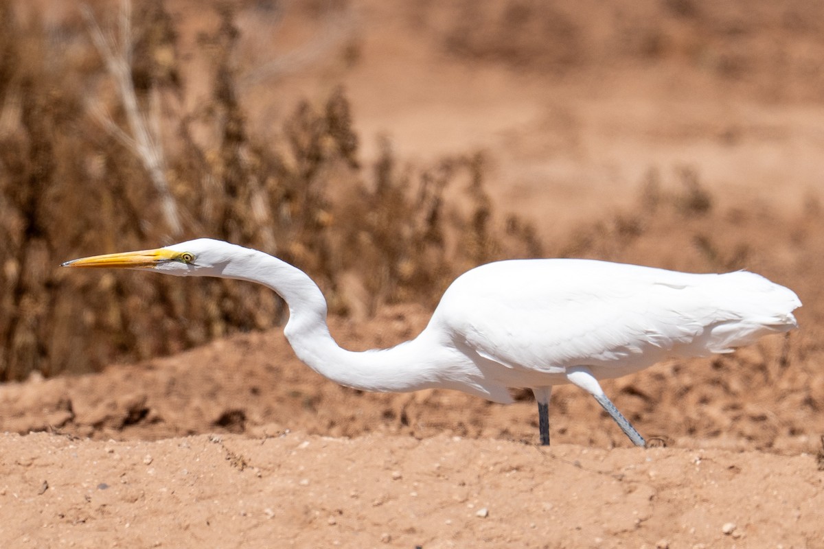 大白鷺 - ML652612084