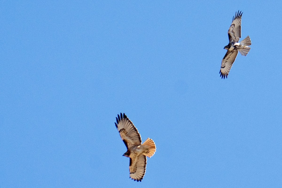 Red-tailed Hawk - ML652612152