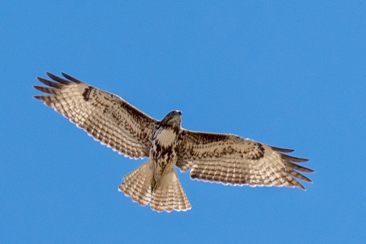Red-tailed Hawk - ML652612153