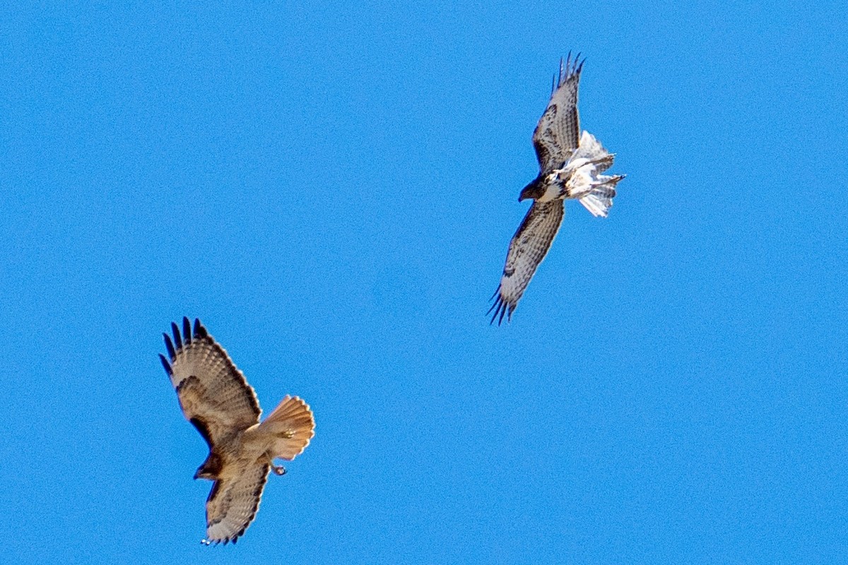 Red-tailed Hawk - ML652612154