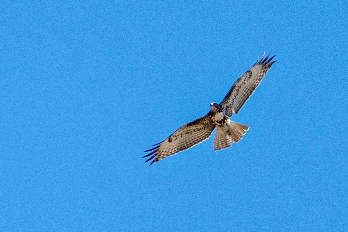 Red-tailed Hawk - ML652612155