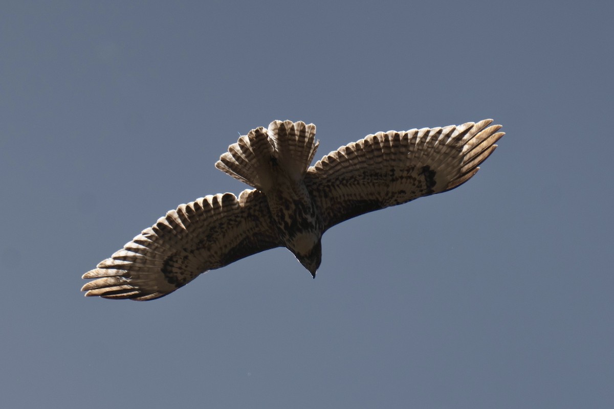Red-tailed Hawk - ML652612156