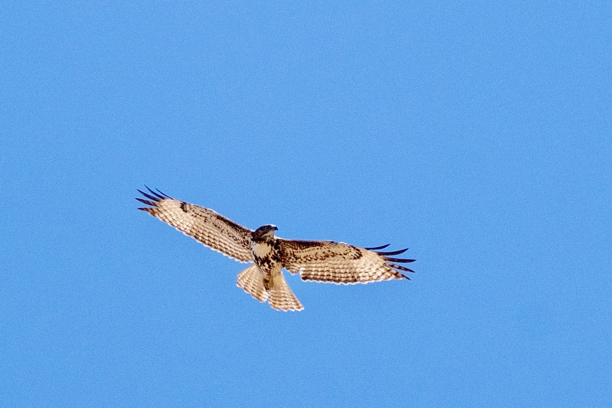 Red-tailed Hawk - ML652612157