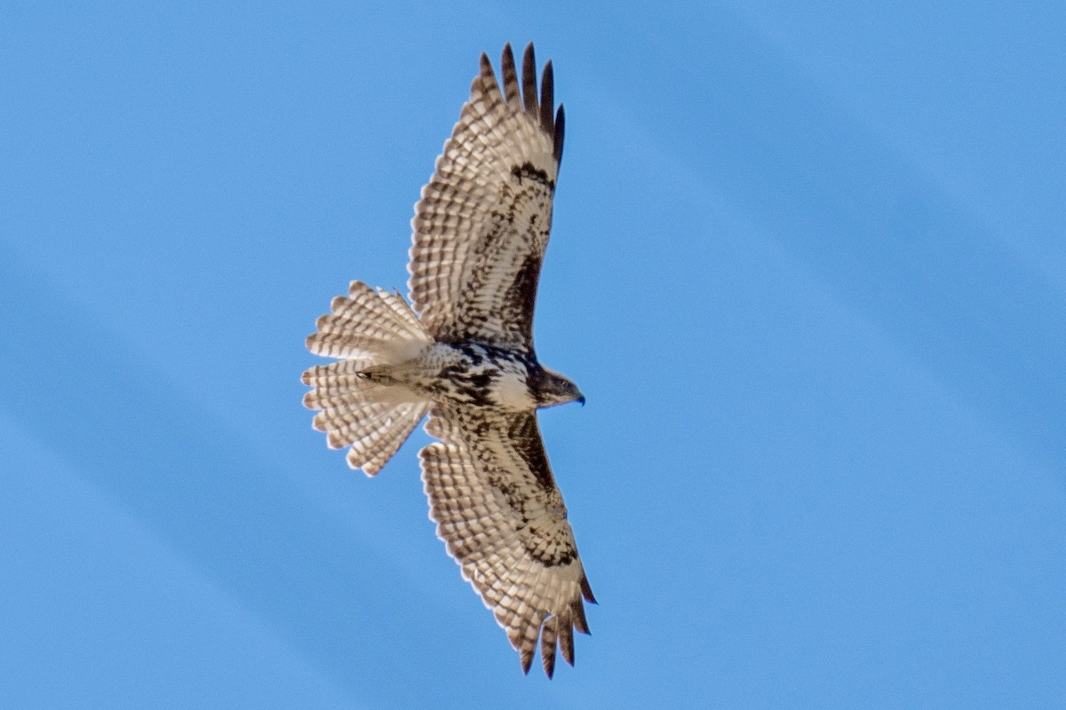 Red-tailed Hawk - ML652612159