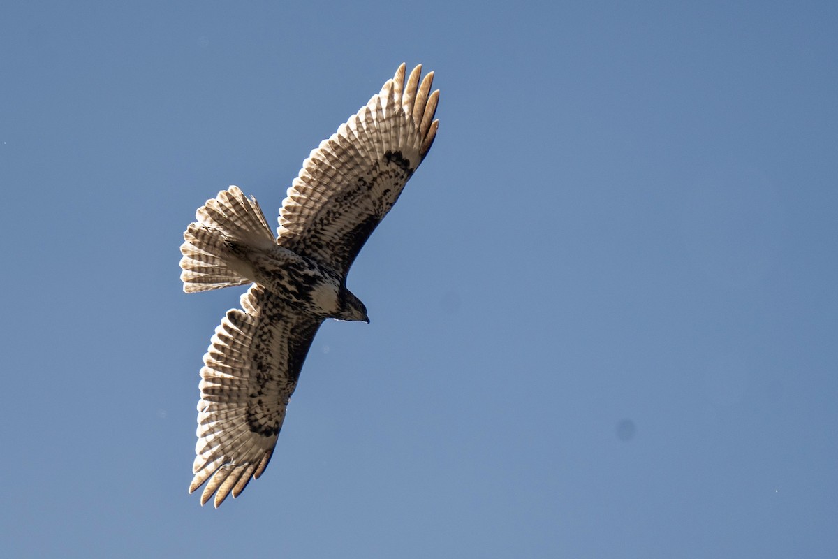 Red-tailed Hawk - ML652612161
