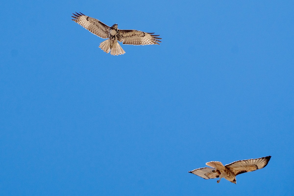 Red-tailed Hawk - ML652612163
