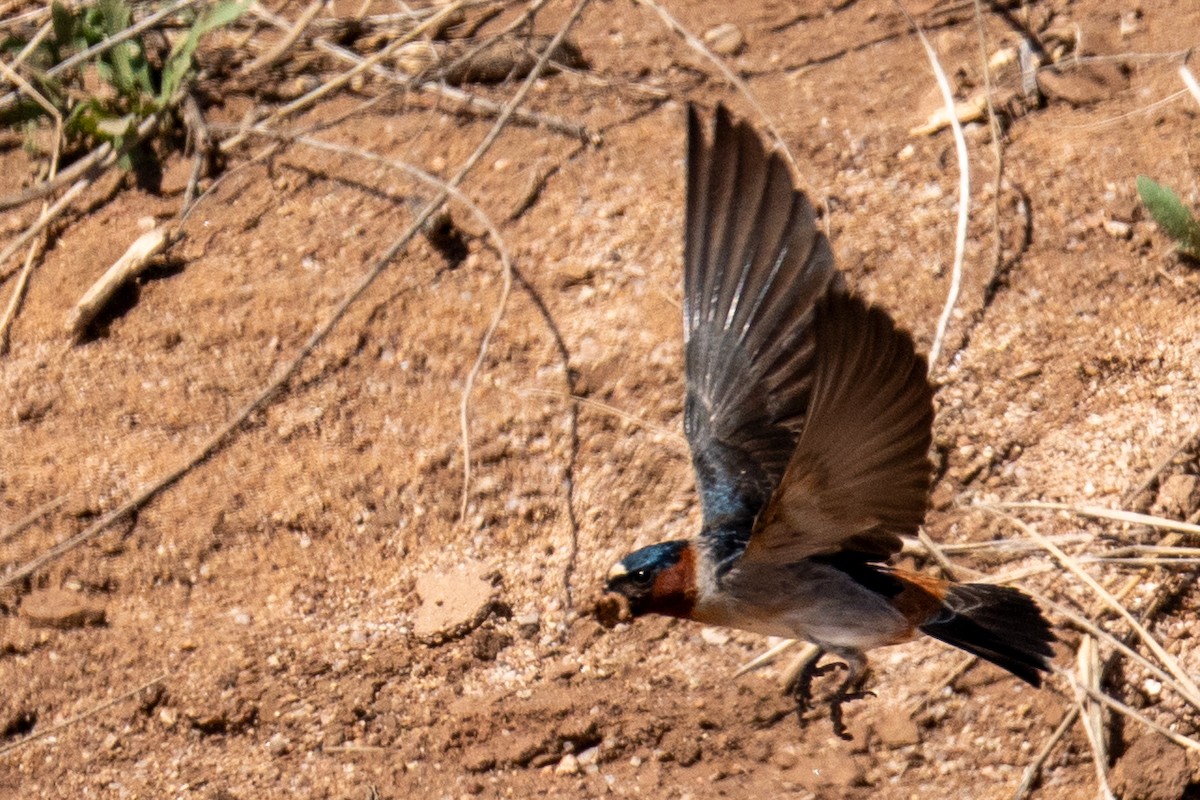 Cliff Swallow - ML652612181