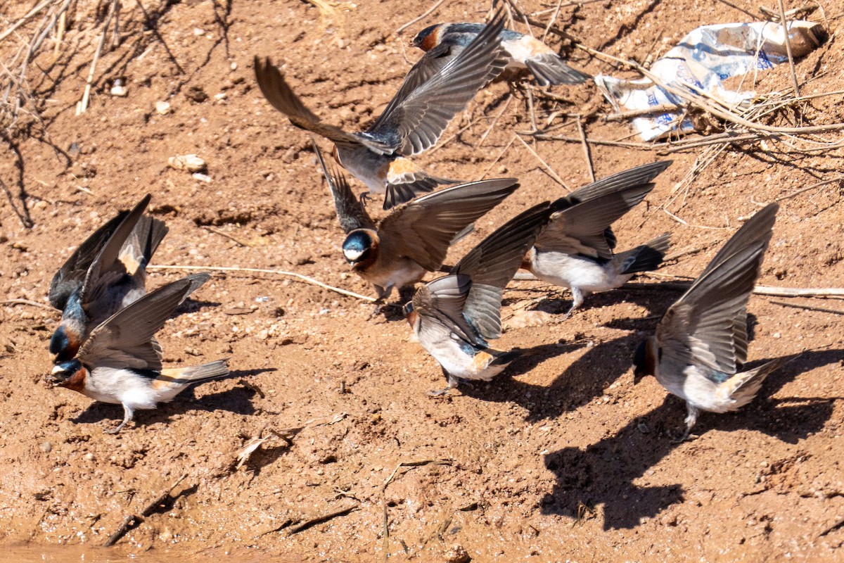 Cliff Swallow - ML652612182