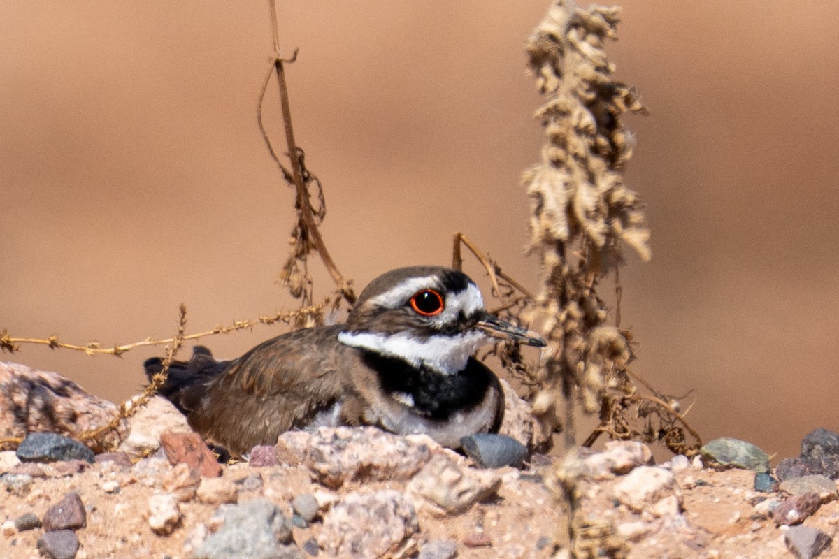 Killdeer - ML652612197