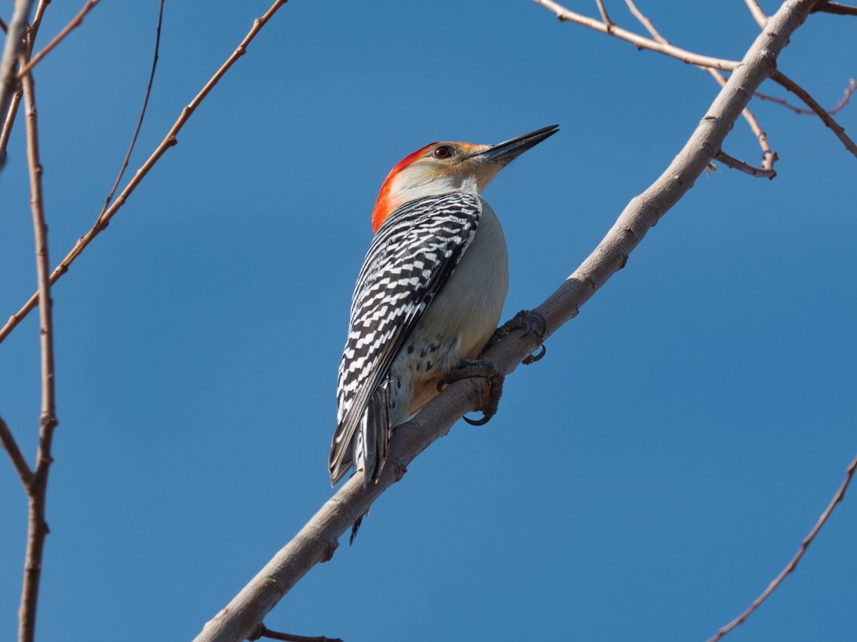 Red-bellied Woodpecker - ML652612330