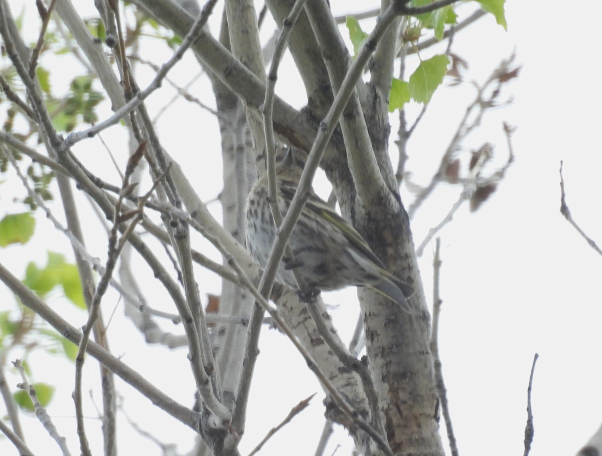 マツノキヒワ - ML652612410