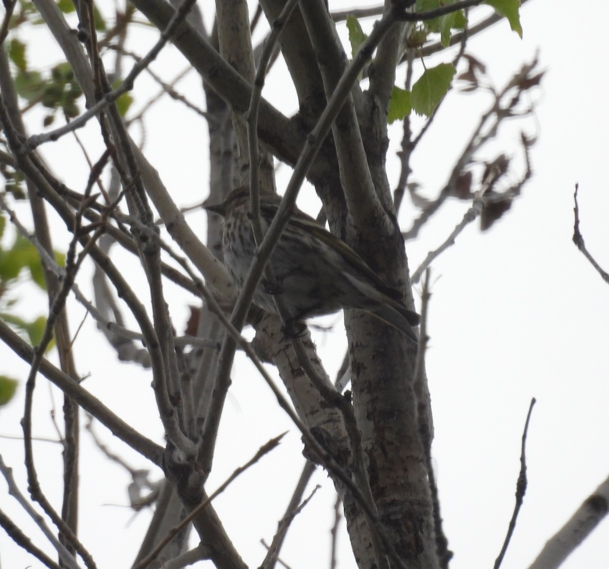 マツノキヒワ - ML652612411