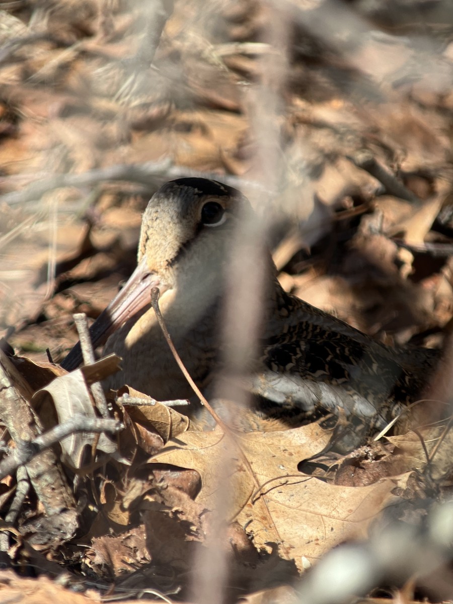 American Woodcock - ML652612655
