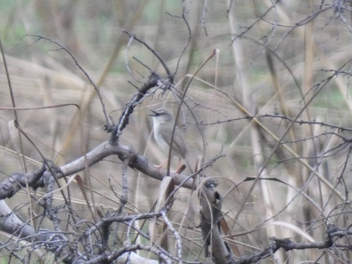 Tawny-flanked Prinia - ML652612805