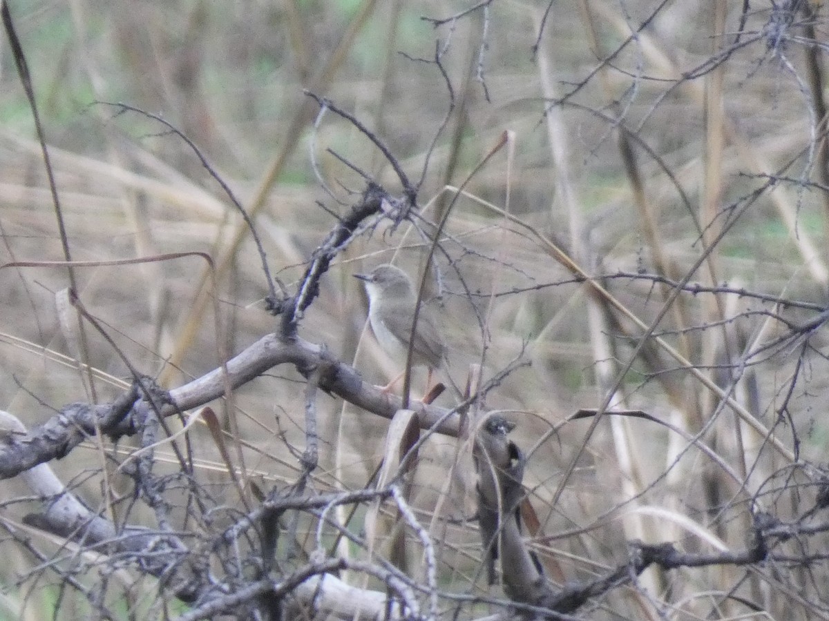 Tawny-flanked Prinia - ML652612806