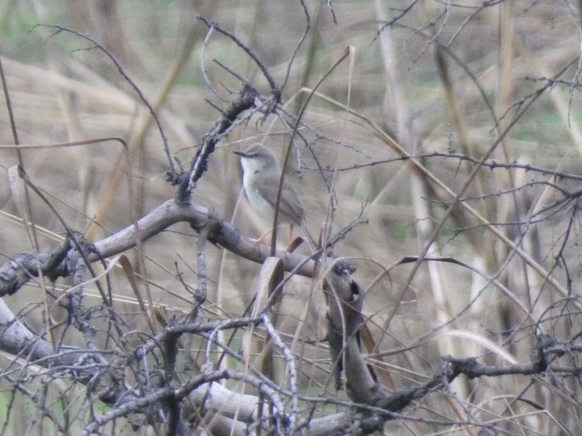 Tawny-flanked Prinia - ML652613064