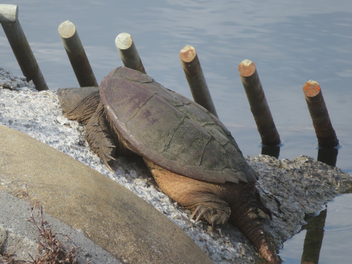 Common Snapping Turtle - ML652613189