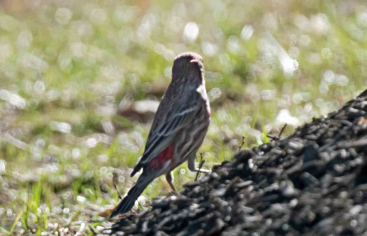 House Finch - ML652613337